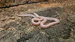 Pantherophis Guttatus Opal Tessera 0.6, Slang, 0 tot 2 jaar