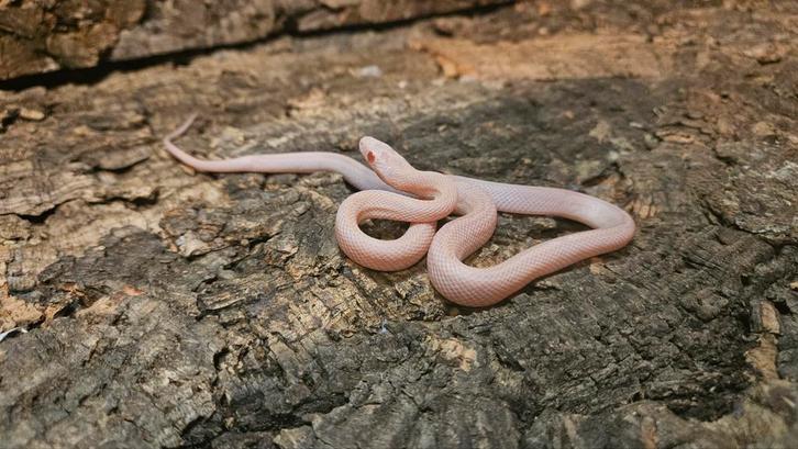 Pantherophis Guttatus Opal Tessera 0.6