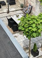 Catalpa boom trompetboom, Ophalen of Verzenden, Volle zon, Overige soorten