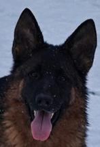 Duitse herder, Dieren en Toebehoren, Honden | Herdershonden en Veedrijvers, 15 weken tot 1 jaar, Teef, Parvo, Eén hond