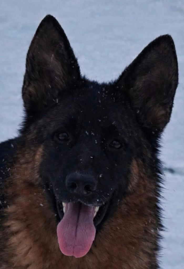 Duitse herder, Dieren en Toebehoren, Honden | Herdershonden en Veedrijvers, Teef, Herder, Particulier, Eén hond, Nederland, 15 weken tot 1 jaar