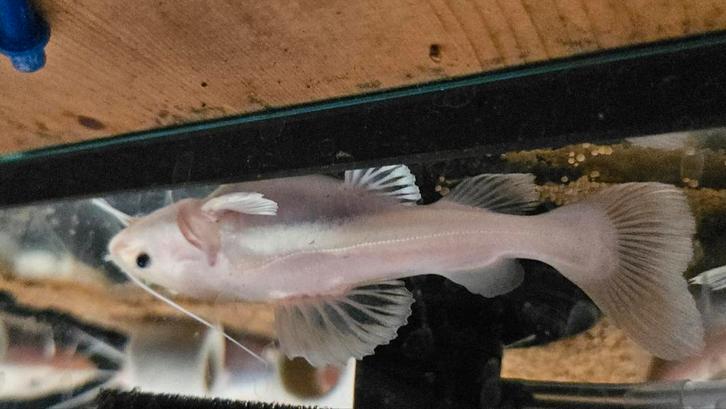 Mooie platinum rtc te koop, Dieren en Toebehoren, Vissen | Aquariumvissen, Vis