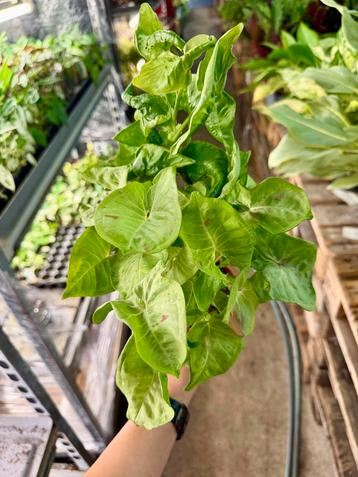 Syngonium Milk Confetti - P12 beschikbaar voor biedingen