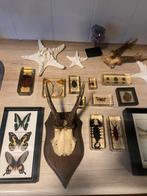 Opgezette dieren verzameling, Ophalen, Zo goed als nieuw, Wild dier, Opgezet dier