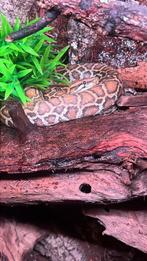 Tijger python caramel, Slang