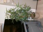 Nep palm boom, Ophalen of Verzenden, Halfschaduw, Minder dan 100 cm
