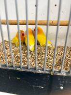 Gele Zwartoog ficheri, Dieren en Toebehoren, Meerdere dieren