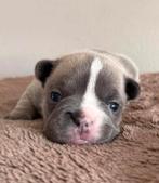 Franse bulldog pup, CDV (hondenziekte), 8 tot 15 weken, Teef, Bulldog