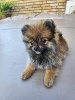 4 Bearface Pomeriaan pups! 🐶 🐾, Keeshond, 8 tot 15 weken, Meerdere, Meerdere dieren
