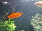 Dringend! Zwaarddrager koppel : BELGIË , DILSEN-STOKKEM, Dieren en Toebehoren, Vissen | Aquariumvissen, Vis, Zoetwatervis