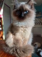 Lieve ragdoll kittens, Dieren en Toebehoren, Katten en Kittens | Raskatten | Langhaar, Meerdere dieren, Gechipt, 0 tot 2 jaar