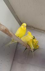 Verschillende vogels, Dieren en Toebehoren, Vogels | Parkieten en Papegaaien, Meerdere dieren, Parkiet