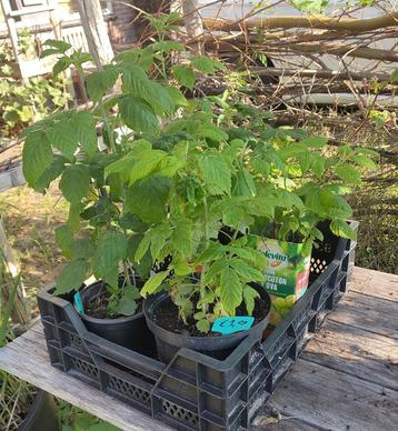 Tuin = Fruit = Framboos (Herfst) - ‘Autumn Bliss’ - Bio - M  beschikbaar voor biedingen