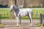 Super lieve recreatie merrie!, Dieren en Toebehoren, Pony's, B, E pony (1.48m - 1.57m), Gechipt, Merrie