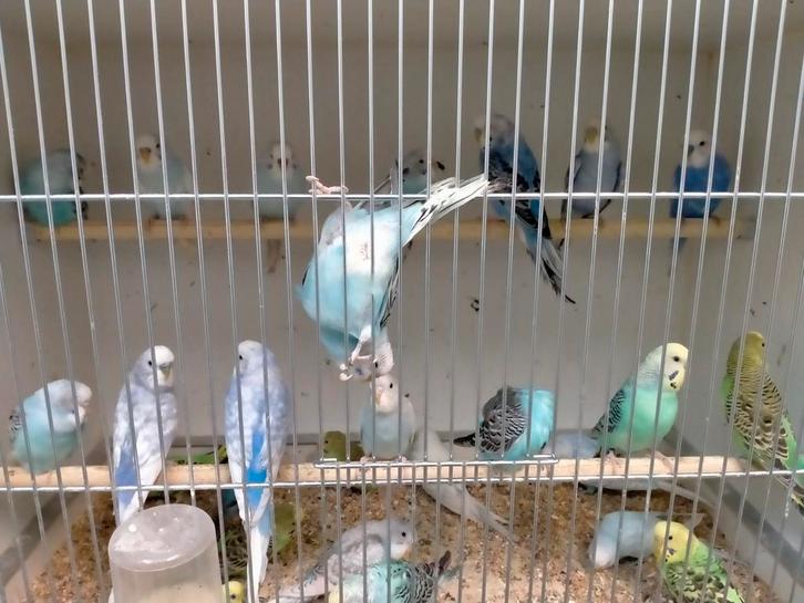 Jonge grasparkieten net zelfstandig super lief, Dieren en Toebehoren, Vogels | Parkieten en Papegaaien, Parkiet, Meerdere dieren