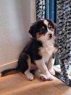 Australian shepherd! Ruim 3 maanden., Dieren en Toebehoren, Honden | Herdershonden en Veedrijvers, Reu, 8 tot 15 weken, CDV (hondenziekte)