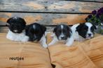 Leuke kleine boomer pups., Dieren en Toebehoren, Nederland, Overige rassen, 8 tot 15 weken, CDV (hondenziekte)