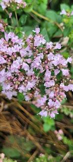 Veel planten in pot, kunnen zo de tuin in, Tuin en Terras, Planten | Tuinplanten, Ophalen, Zomer