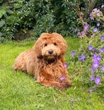 Medium Cobberdog / Australian Labradoodle nestaankondiging., Parvo, Overige rassen, 8 tot 15 weken, Meerdere