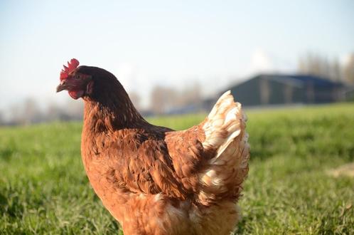 Bruine en witte leghennen barnevelder isa-brown veel eieren, Dieren en Toebehoren, Pluimvee, Kip, Vrouwelijk