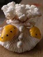 Mooi natuurlijk koraal te koop, Antiek en Kunst, Ophalen of Verzenden