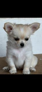 chihuahua top pedegree, Dieren en Toebehoren, Honden | Chihuahua's en Gezelschapshonden, Fokker | Hobbymatig, 8 tot 15 weken, Buitenland
