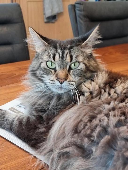 Lieve Maine coon poes, Dieren en Toebehoren, Katten en Kittens | Raskatten | Langhaar, Poes