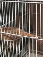 Twatwa Pop ( Broedpop ) 2023, Dieren en Toebehoren, Vrouwelijk, Tropenvogel, Geringd