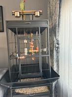 Alexander Parkiet en grote kooi te koop, Dieren en Toebehoren, Vogels | Parkieten en Papegaaien, Mannelijk, Papegaai, Tam