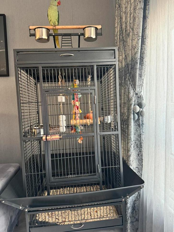 Alexander Parkiet en grote kooi te koop, Dieren en Toebehoren, Vogels | Parkieten en Papegaaien, Papegaai, Mannelijk, Tam