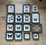 Partij van 15 stuks opgezette vlinders in lijst, Huis en Inrichting, Woonaccessoires | Lijsten, Minder dan 50 cm, Nieuw, Ophalen of Verzenden