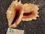 2 Mooie Strombus Sinuatus Schelpen. 8 x 6 cm. hoog 4 cm., Verzamelen, Mineralen en Fossielen, Ophalen, Schelp(en)