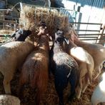 Lammeren ooi ram kruising Texelaar-Swifter-Noordhollander-Ro, Dieren en Toebehoren, Schapen, Geiten en Varkens, Meerdere dieren