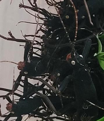 Black beauty psg 270, peruphasma schultei  beschikbaar voor biedingen