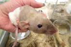 Tamme jonge ratjes., Dieren en Toebehoren, Knaagdieren, Meerdere dieren, Rat, Na 1 juli 2024, Tam