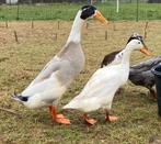 Broedeieren Loopeenden, Geslacht onbekend, Eend