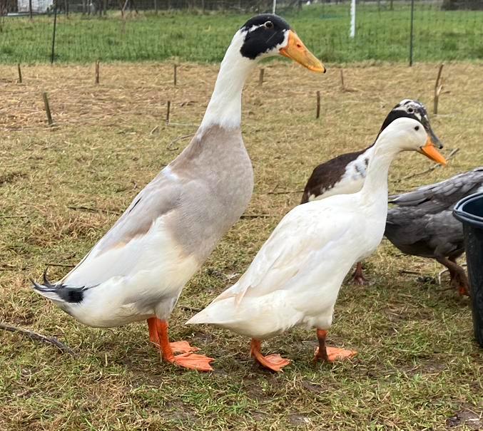Broedeieren Loopeenden, Dieren en Toebehoren, Pluimvee, Eend, Geslacht onbekend
