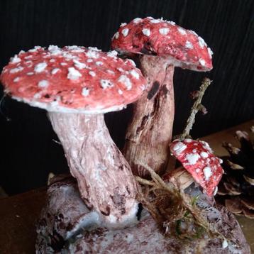 Prachtige botanische paddenstoelen  beschikbaar voor biedingen