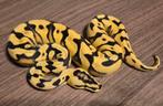 Python regius enchi pastel (od) 66% het dg, Dieren en Toebehoren, Reptielen en Amfibieën, Slang