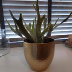 Nieuw!!
Prachtige koperkleurige pot met leuke groene kunstpl, Ophalen of Verzenden