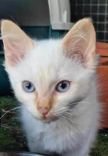 Ragdoll kittens  nog 2 katers beschikbaar!! beschikbaar voor biedingen