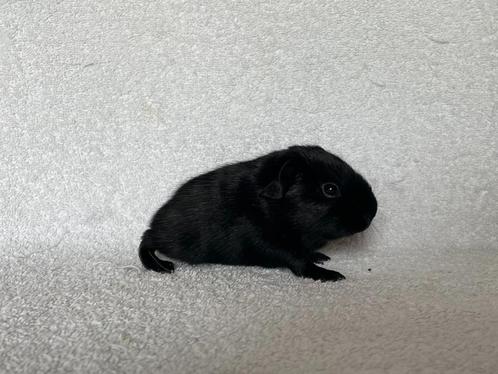 Zwart gladhaar cavia beertje, Dieren en Toebehoren, Knaagdieren, Mannelijk, Cavia, Juni