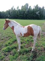 veulen te koop, Dieren en Toebehoren, Paarden, Hengst, Niet van toepassing, Minder dan 160 cm, 0 tot 2 jaar