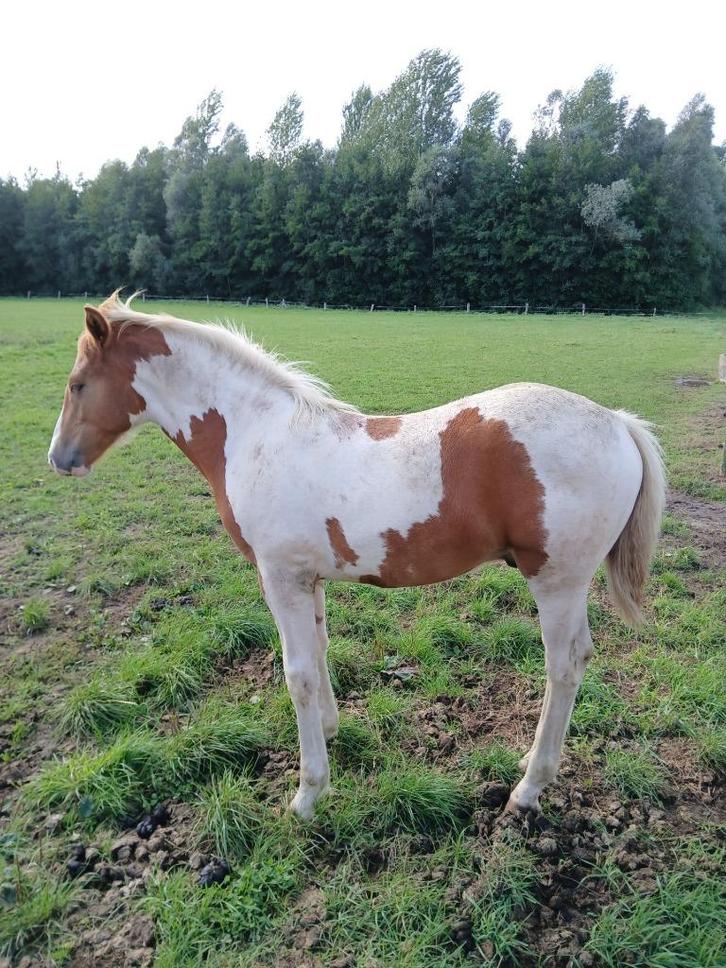 veulen te koop, Dieren en Toebehoren, Paarden, Hengst, Niet van toepassing, Minder dan 160 cm, 0 tot 2 jaar, Gechipt