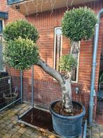 Prachtige Pon pon olijfboom 150 breed 210 hoog