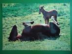 (1711) Dierenkaart: PAARDEN, Verzamelen, Ansichtkaarten | Dieren, Verzenden, 1980 tot heden, Ongelopen, Paard