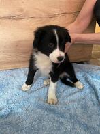 Puppy te koop, Dieren en Toebehoren, Honden | Herdershonden en Veedrijvers, Particulier, Teef, 8 tot 15 weken, België