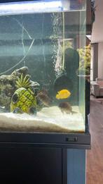 aquarium vissen malawi en tropheus chicliden, Dieren en Toebehoren, Ophalen, Zo goed als nieuw, Gevuld zoetwateraquarium