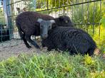 Oussant ram lam, Dieren en Toebehoren, Schapen, Geiten en Varkens, Mannelijk, Schaap, 0 tot 2 jaar