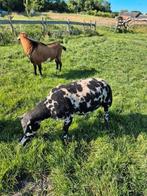 Overjarige bonte dekram ARR/ARR, Dieren en Toebehoren, Schapen, Geiten en Varkens, Mannelijk, Schaap